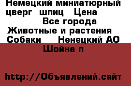 Немецкий миниатюрный(цверг) шпиц › Цена ­ 50 000 - Все города Животные и растения » Собаки   . Ненецкий АО,Шойна п.